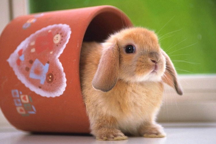 Сердце кролика